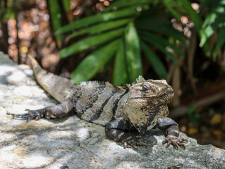Leguan