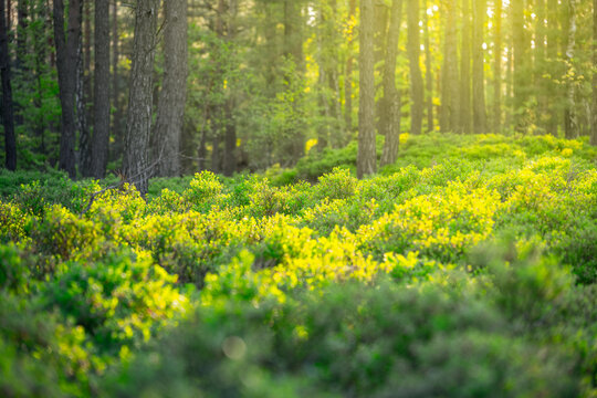 Sunlight filters through the tall pine trees, illuminating lush green underbrush in a serene forest. Spring brings new life, creating a peaceful and rejuvenating atmosphere.