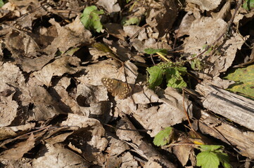 Brown and golden butterfly, landed on leaves.