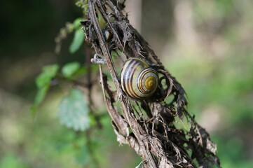 A snail in his natural habitat.