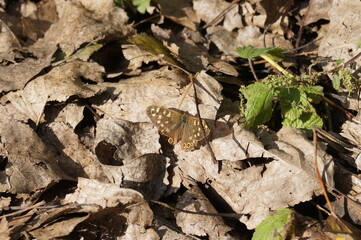 Brown and golden butterfly, landed on leaves.