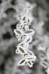 Leaves covered in frost in winter. Cold weather concept.