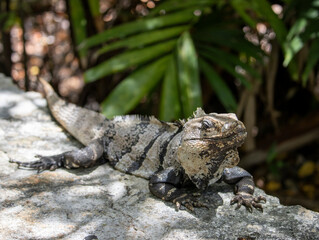Leguan