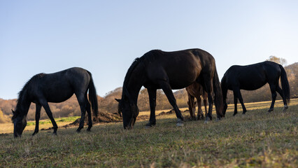 Horses grazing peacefully in a sunny meadow during early morning hours