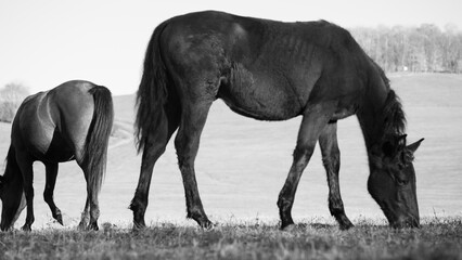 Horses grazing in a tranquil pasture under soft sunlight in black and white