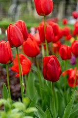 Vibrant red tulips blooming in a lush garden during springtime near a park