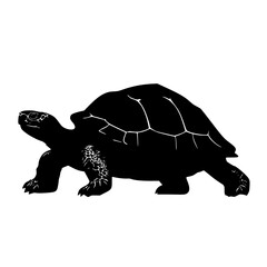 black silhouette of a turtle on a white background black, illustration, image, silhouette, turtle