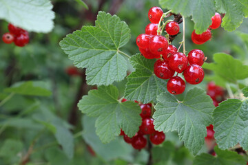 Red currants berries hang among green leaves in the morning garden, copy space on the left