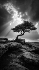 Obraz premium Solitary Twisted Tree on a Rocky Hill Beneath Dramatic Clouds