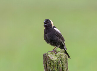 Bobolink male perched on a fence post in Ottawa, Canada