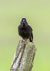 Bobolink male perched on a fence post in Ottawa, Canada