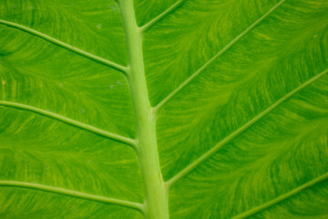 Close-up of a green lotus leaf. Kontum. Vietnam.