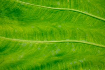 Close-up of a green lotus leaf. Kontum. Vietnam.