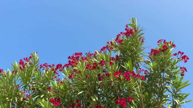 Red flowers oleander nerium against sky.