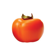 persimmon illustration on white background vol 01