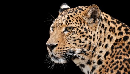 portrait leopard isolated on transparent background