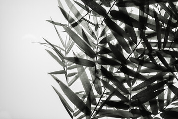 Leaf arrangement ideas Bamboo branches in black and white.