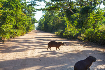 Capybara