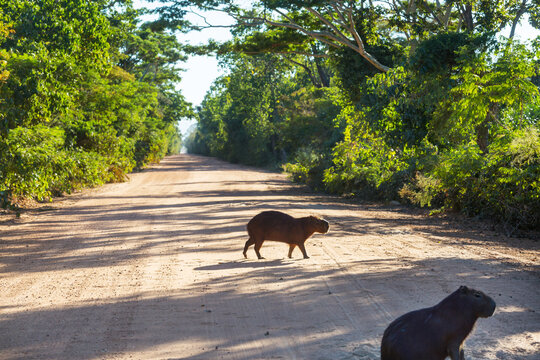 Fototapeta Capybara