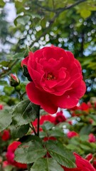 Macro photo of red rose in garden