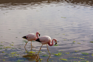 Flamingo in Bolivia