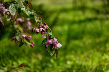 Apple Malus Rudolph tree, with dark pink blossoms in the blurred bokeh background. Spring. Abstract floral pattern