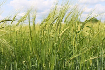 In my village, they also grow barley in my garden; barley is a healthy crop