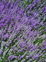 Obraz premium purple flowers in the garden. lavender bushes. lavender paradise.