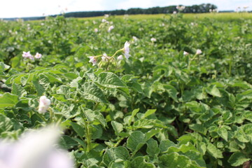 young potatoes are already beginning to bloom, the harvest will be excellent