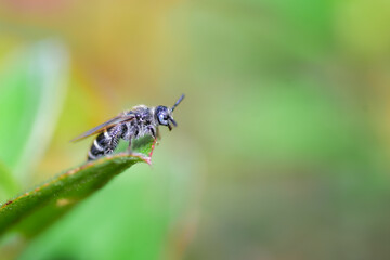 wasp on a leaf