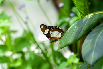 butterfly on a leaf