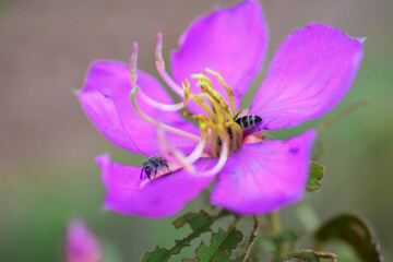bee on a flower