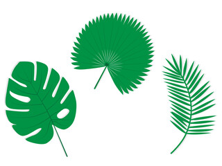 Tropical palm leaves isolated. Monstera plant leaves vector set. Summer forest branches collection. Leaf elements in flat design style rhopalostylis and philodendron © Dedy