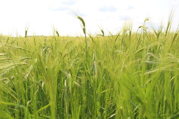 In my village, they also grow barley in my garden; barley is a healthy crop