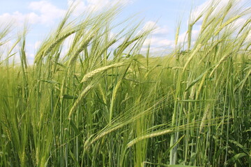 In my village, they also grow barley in my garden; barley is a healthy crop