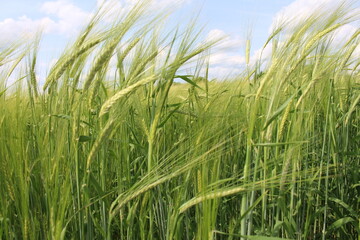 In my village, they also grow barley in my garden; barley is a healthy crop
