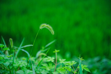 들판의 강아지풀