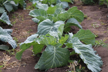 white cabbage is growing, a favorite vegetable. It is used in the preparation of many dishes