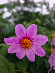 pink flower in the garden