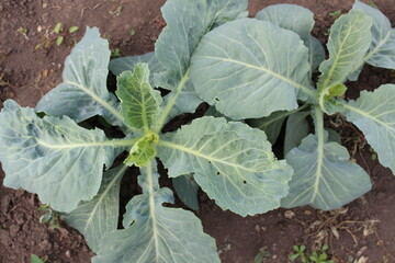 Naklejka premium white cabbage is growing, a favorite vegetable. It is used in the preparation of many dishes