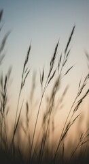 Obraz premium Serene Sunset Silhouette: Tall Grasses Swaying Gently in the Golden Hour Light