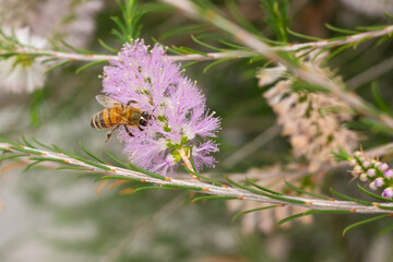 Honeybee sucking nectar from a pink flower of bottlebrush.