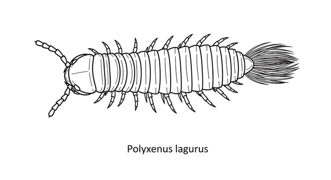 black and white polyxenus lagurus drawing clip art preview