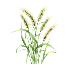Fototapeta premium Wheat Stalk with Green Leaves on Transparent Background
