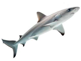 Dogfish png small shark png marine dogfish png ocean fish png sea creature fish png saltwater fish png underwater dogfish png transparent background image