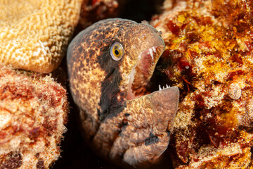 Mozambique, Maputo, Ponta do Ouro, Black Cheek Moray (Gymnothorax breedeni)