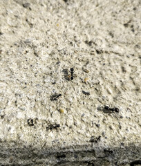 Group of ants