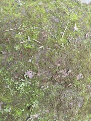 green moss on the stone