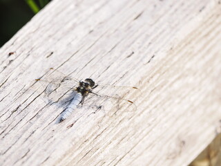 シオヤトンボのクローズアップ