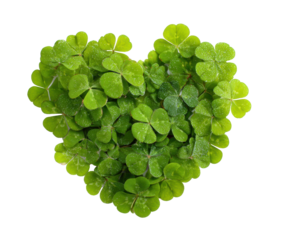 Heart shaped arrangement of vibrant green clovers for decoration on a transparent background, cut out